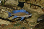 Cyathopharynx furcifer