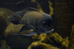 Cyphotilapia gibberosa