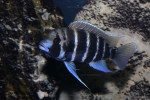 Cyphotilapia frontosa