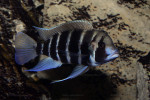 C. gibberosa