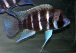 Cyphotilapia frontosa