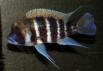 Cyphotilapia frontosa