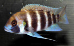 Cyphotilapia frontosa
