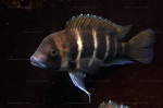 Cyphotilapia frontosa