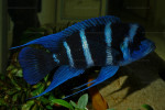 Cyphotilapia gibberosa