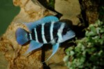 Cyphotilapia gibberosa