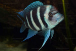 Cyphotilapia gibberosa
