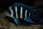 Cyphotilapia gibberosa