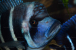 Cyphotilapia gibberosa