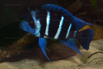 Cyphotilapia gibberosa