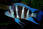 Cyphotilapia gibberosa