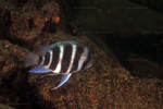 Cyphotilapia gibberosa