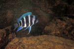 Cyphotilapia gibberosa