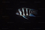 Cyphotilapia gibberosa