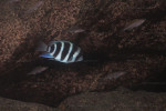 Cyphotilapia gibberosa
