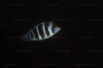 Cyphotilapia gibberosa