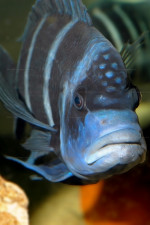 Cyphotilapia gibberosa