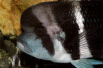 Cyphotilapia sp. "nord"