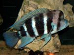 Cyphotilapia sp. "north"