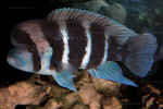 Cyphotilapia sp. "nord"