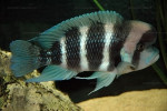 Cyphotilapia sp. "nord"