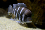 Cyphotilapia gibberosa
