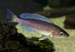 Cyprichromis coloratus