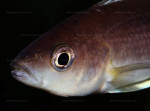 Cyprichromis coloratus