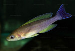 Cyprichromis coloratus
