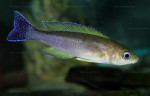 Cyprichromis coloratus