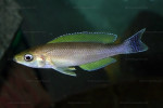 Cyprichromis coloratus