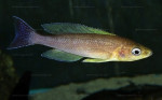 Cyprichromis coloratus