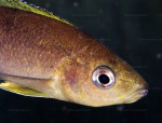 Cyprichromis coloratus