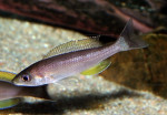 Cyprichromis coloratus