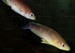 Cyprichromis coloratus