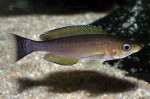 Cyprichromis coloratus