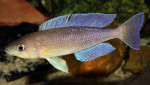 Cyprichromis coloratus
