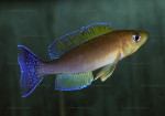 Cyprichromis coloratus