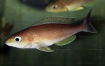 Cyprichromis coloratus