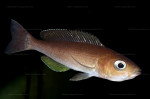 Cyprichromis coloratus