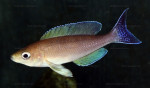 Cyprichromis coloratus