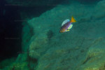 Cyprichromis 'dwarf jumbo'