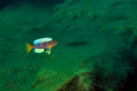 Cyprichromis 'dwarf jumbo'