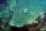 Cyprichromis 'dwarf jumbo'