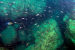 Cyprichromis 'dwarf jumbo'