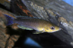Cyprichromis 'dwarf jumbo'
