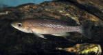 Cyprichromis 'dwarf jumbo'