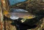Cyprichromis 'dwarf jumbo'