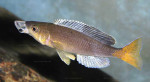 Cyprichromis 'dwarf jumbo'