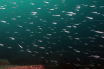 Cyprichromis leptosoma